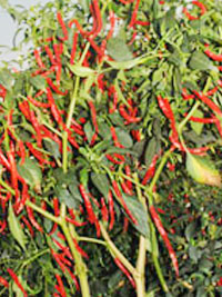 chilli