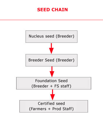 seed-chain-flowchart